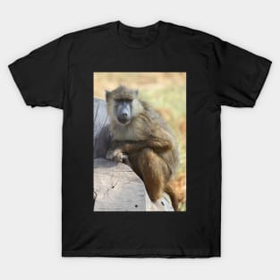 Yellow Baboon Alert While Resting T-Shirt